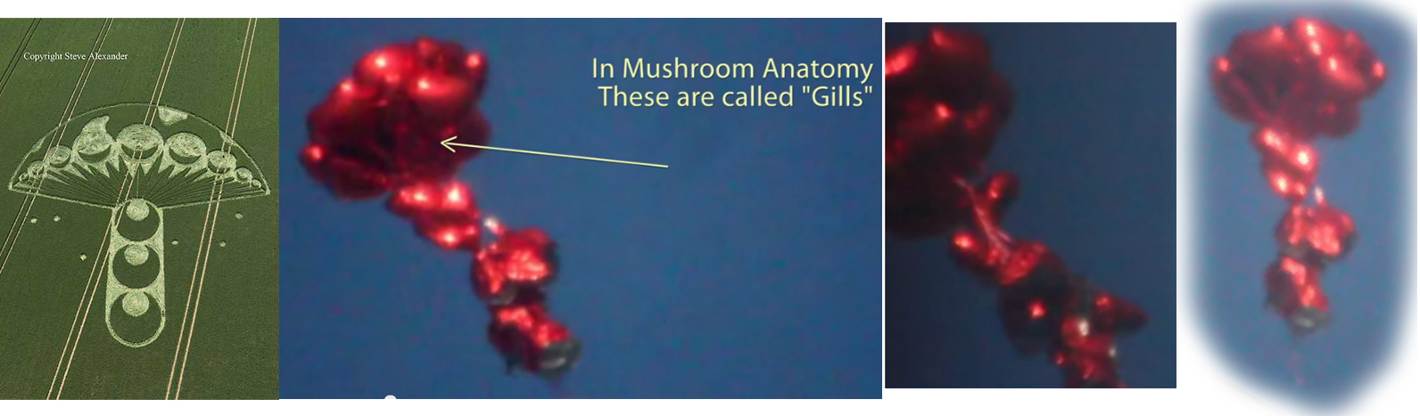 SKY MASHROOM.jpg