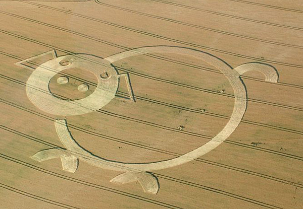 pigcropcircle.jpg