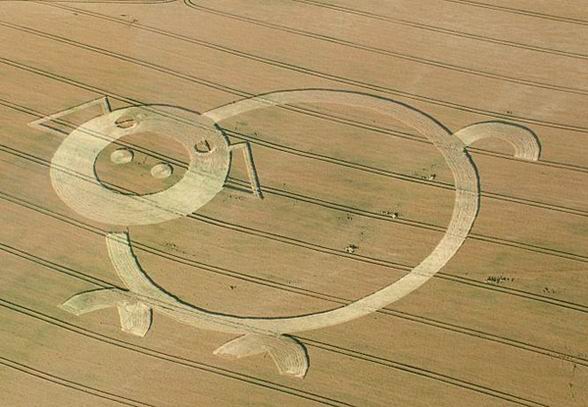 pigcropcircle.jpg