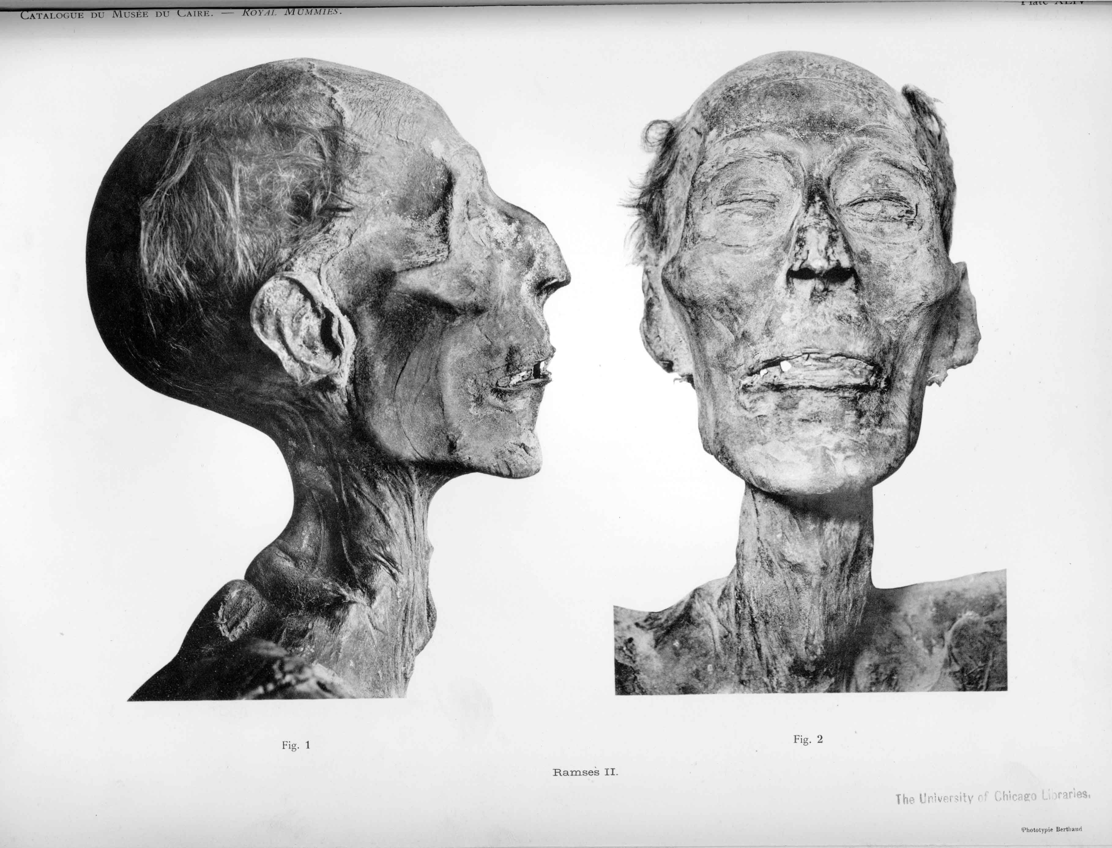 Mummy_of_Ramesses_II_b_large.jpg