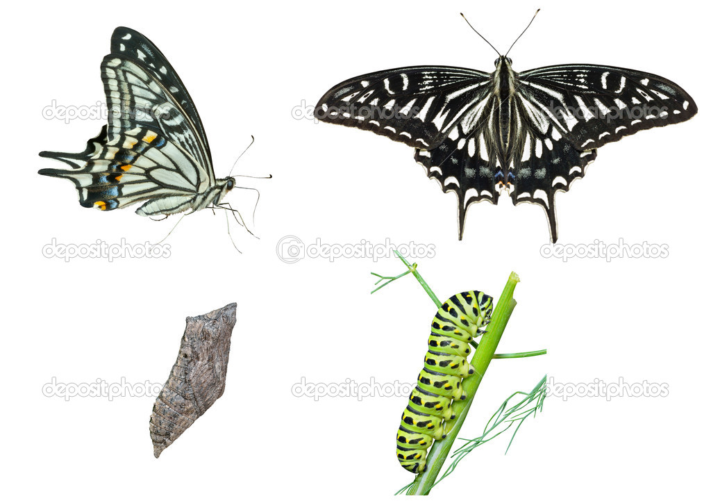 depositphotos_16518111-stock-photo-stages-of-butterfly.jpg