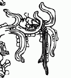 Foliatedcros2s.gif