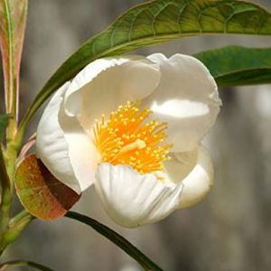 Растение Franklinia alatamaha.jpg