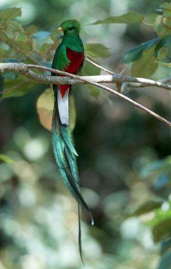 quetzal.JPG
