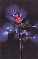 flower_aura-2.jpg