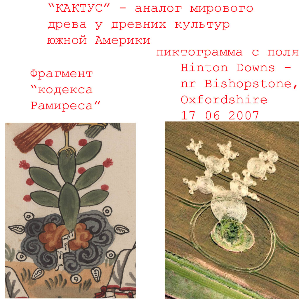 Кактус.jpg