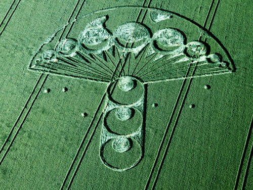 corn1224.jpg