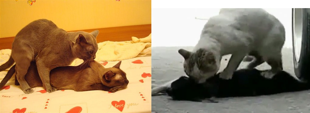 Кот спасает свою подругу....jpg