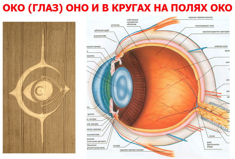 ОКО.jpg