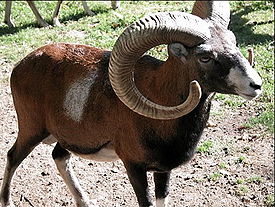 275px-Mufflon-03.jpg