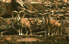 265px-Ovis_ammon_vignei_arkal_Pretoria_3bis.jpg