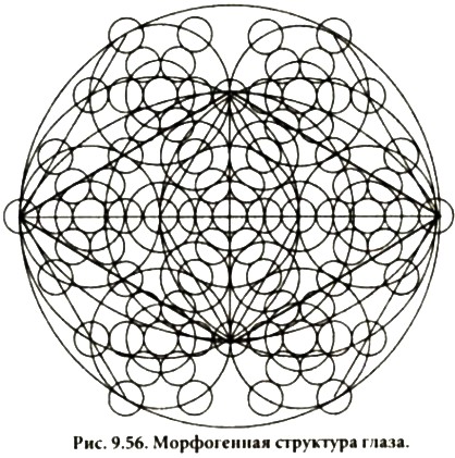 morfogennaya_struktura_glaza.jpg