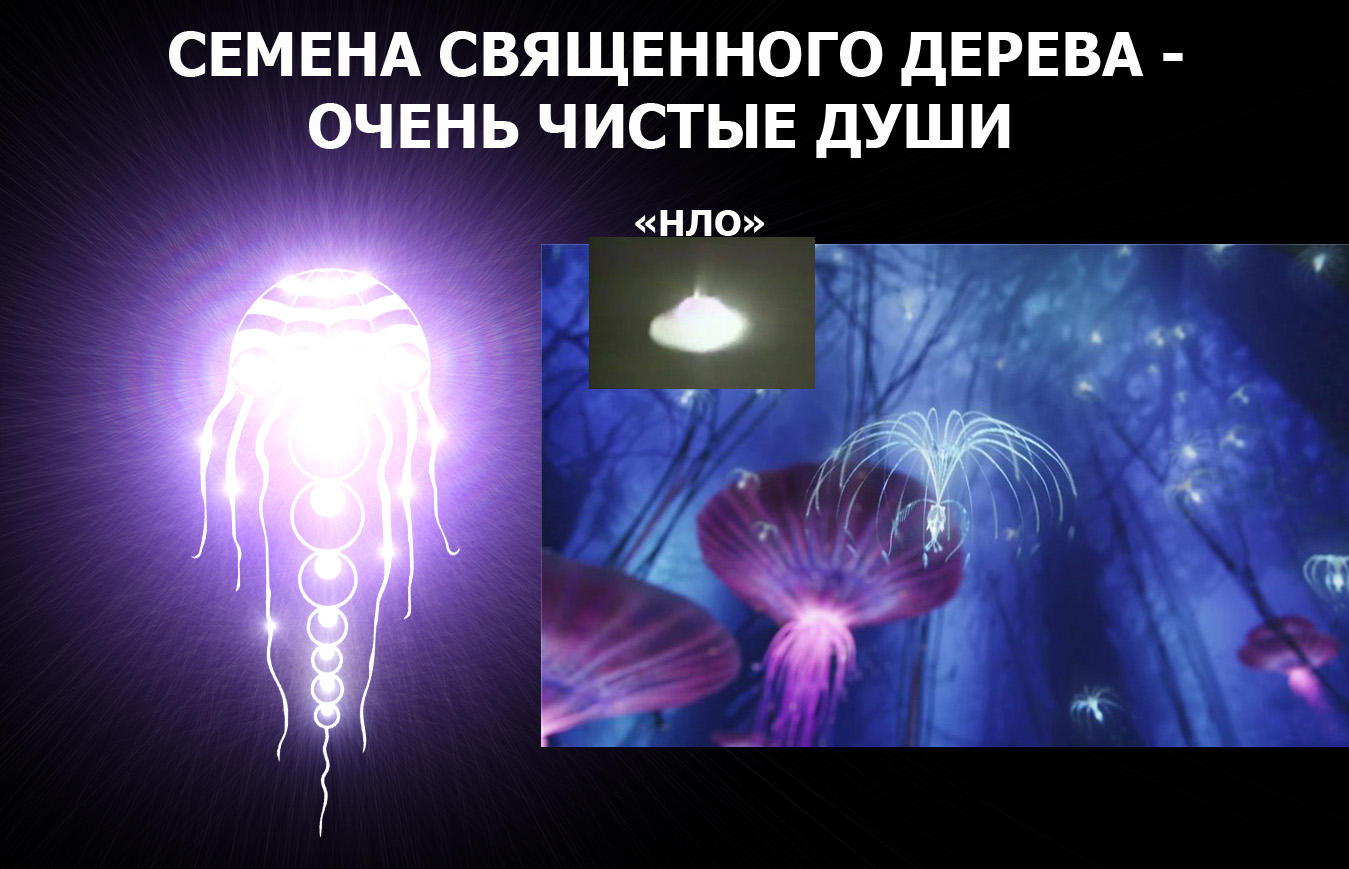 СЕМЕНА СВЯЩЕННОГО ДЕРЕВА.jpg