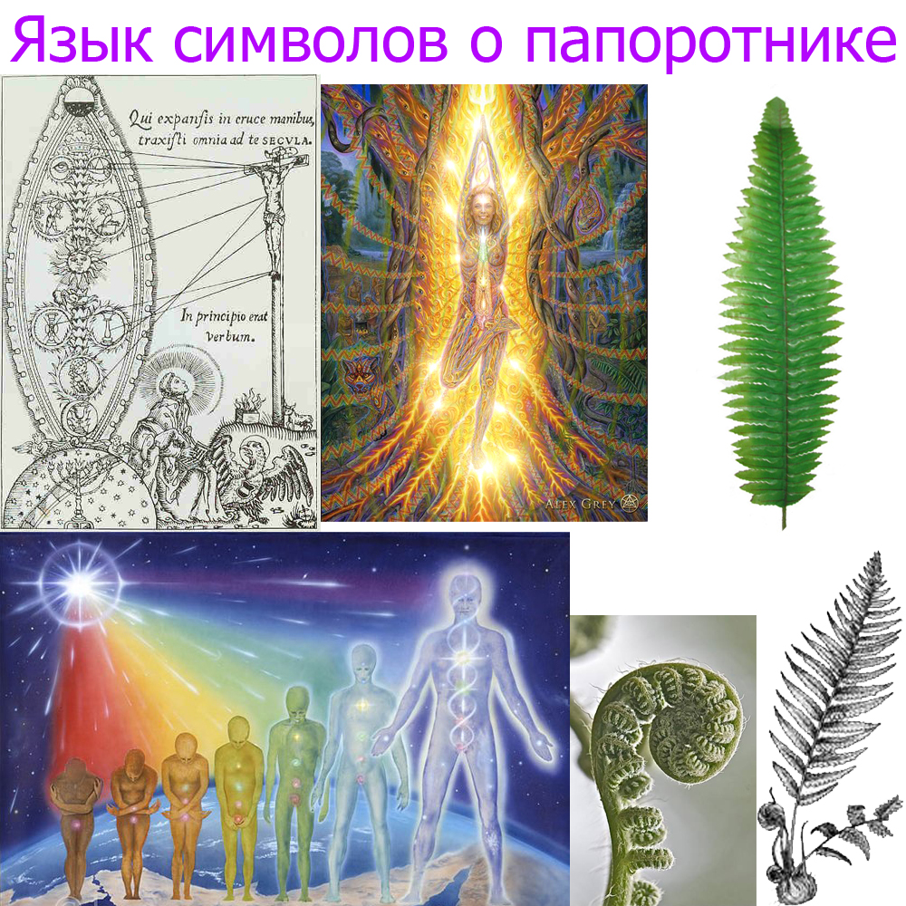 Папаротник.jpg
