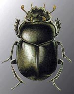 scarab4.jpg