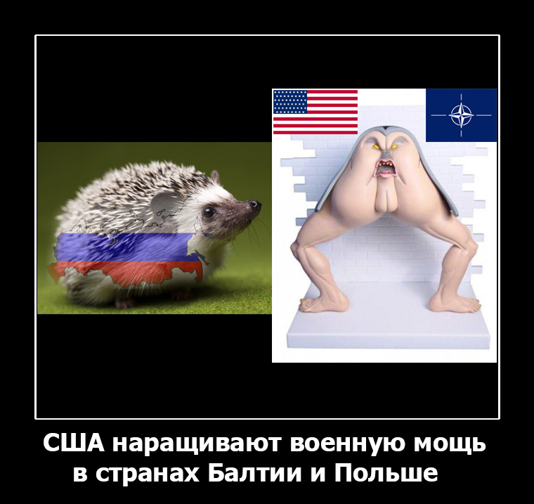 пугание ежа.jpg