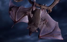 bat.jpg