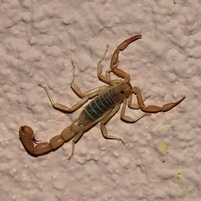 scorpion.jpg